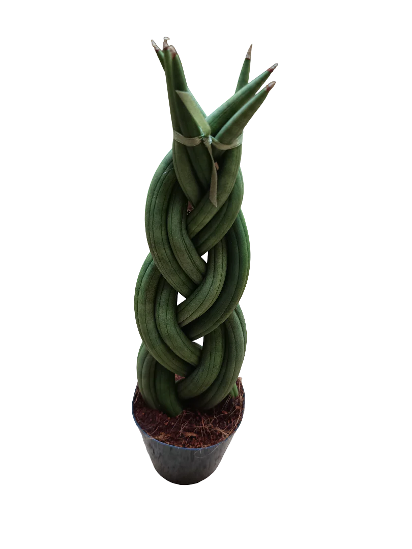 Sansevieria Twist 30 Cms Planta De Interior