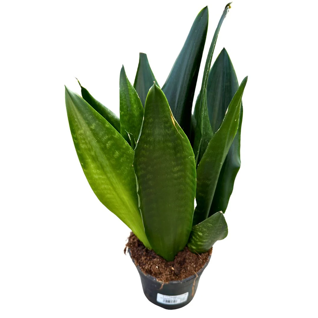 Sansevieria Zeilanica Lengua De Suegra O Espada De San Jorge Planta Muy Resistente Para Interior Maceta 17cm
