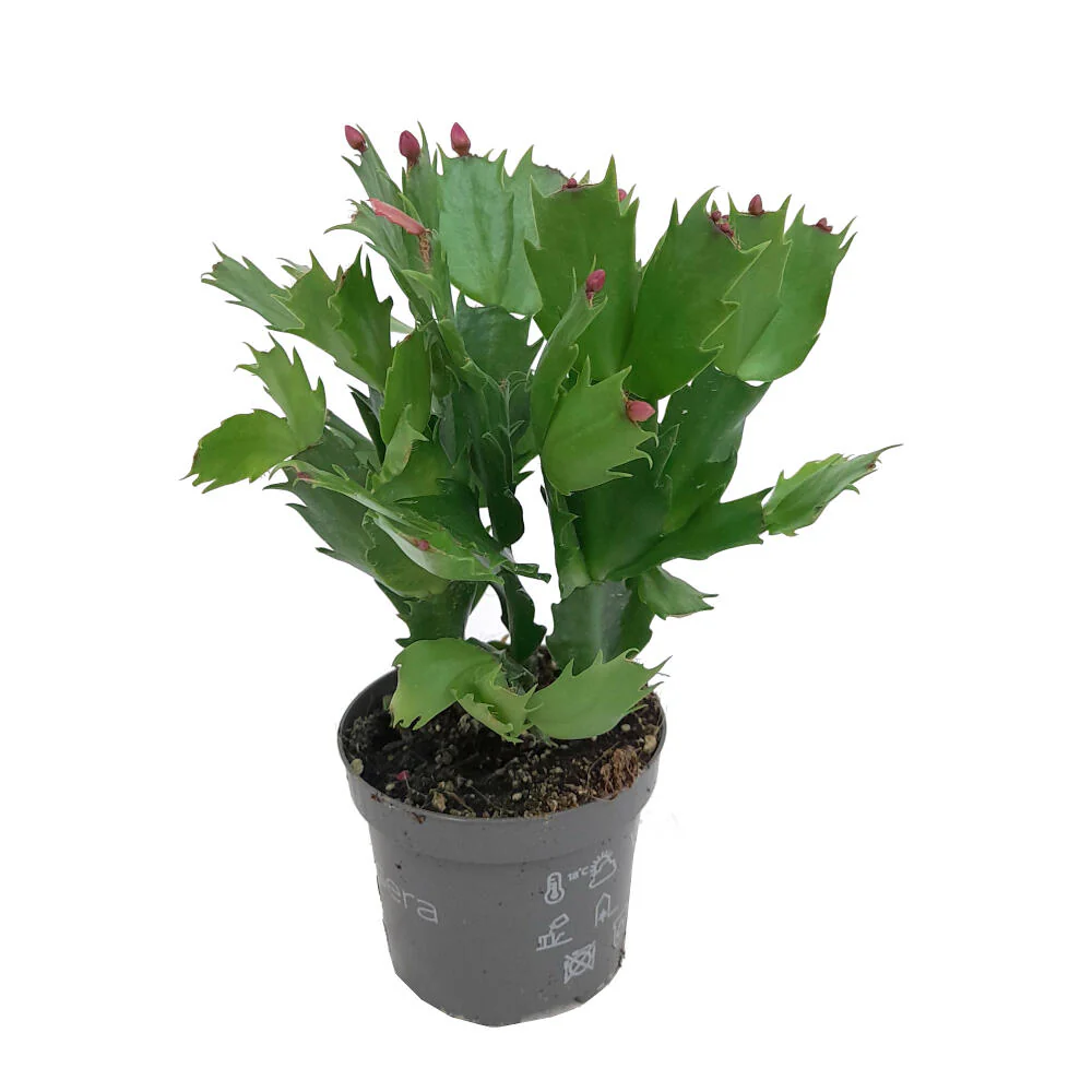 Schlumbergia  Variada M9 35cm (cactus De Navidad)