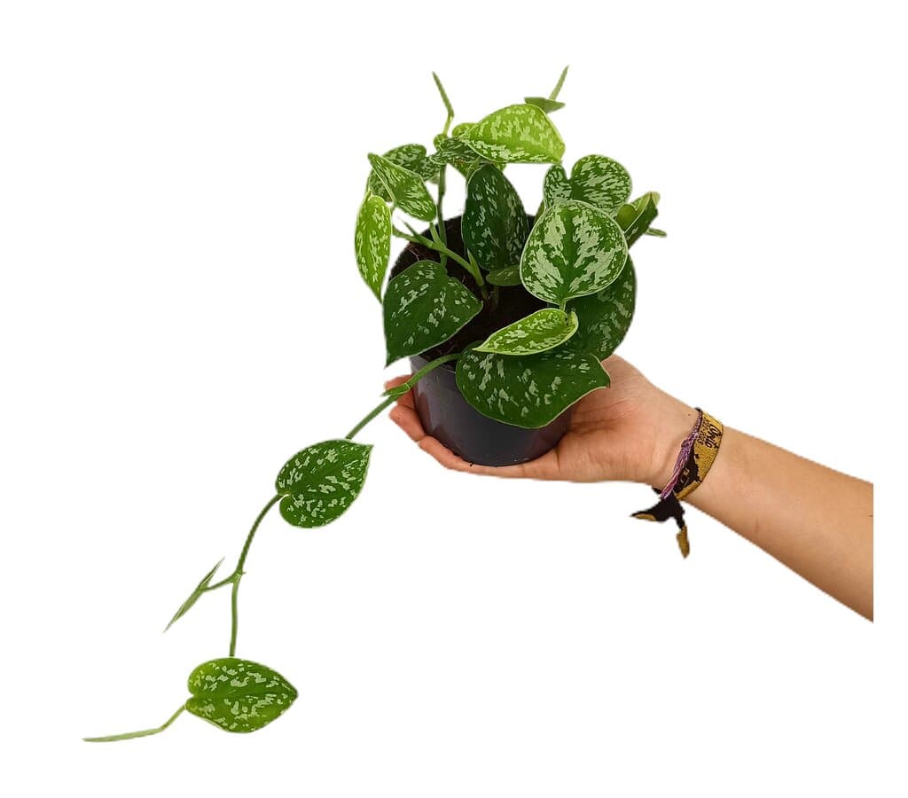Scindapsus Pictus M12