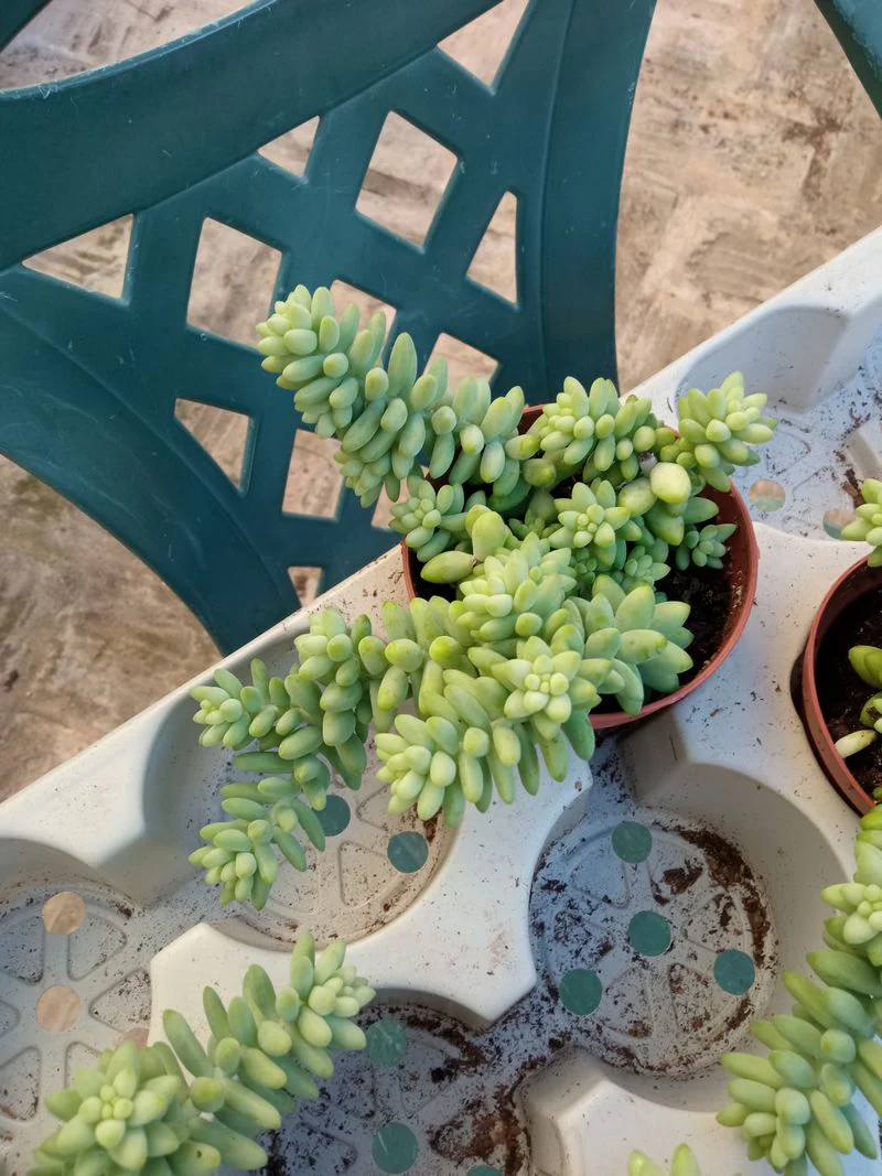 Sedum Burrito Ø8 Cms Planta Suculenta Colgante