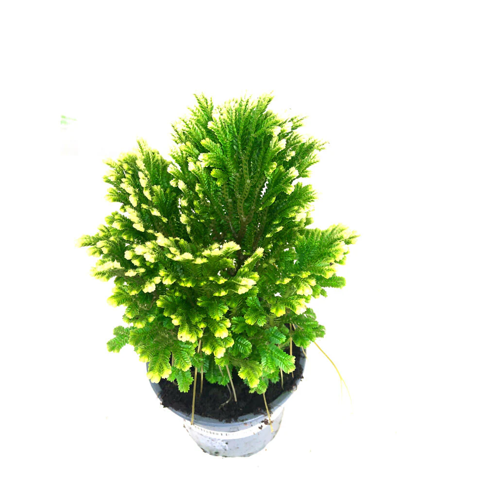 Selaginella Jori M9