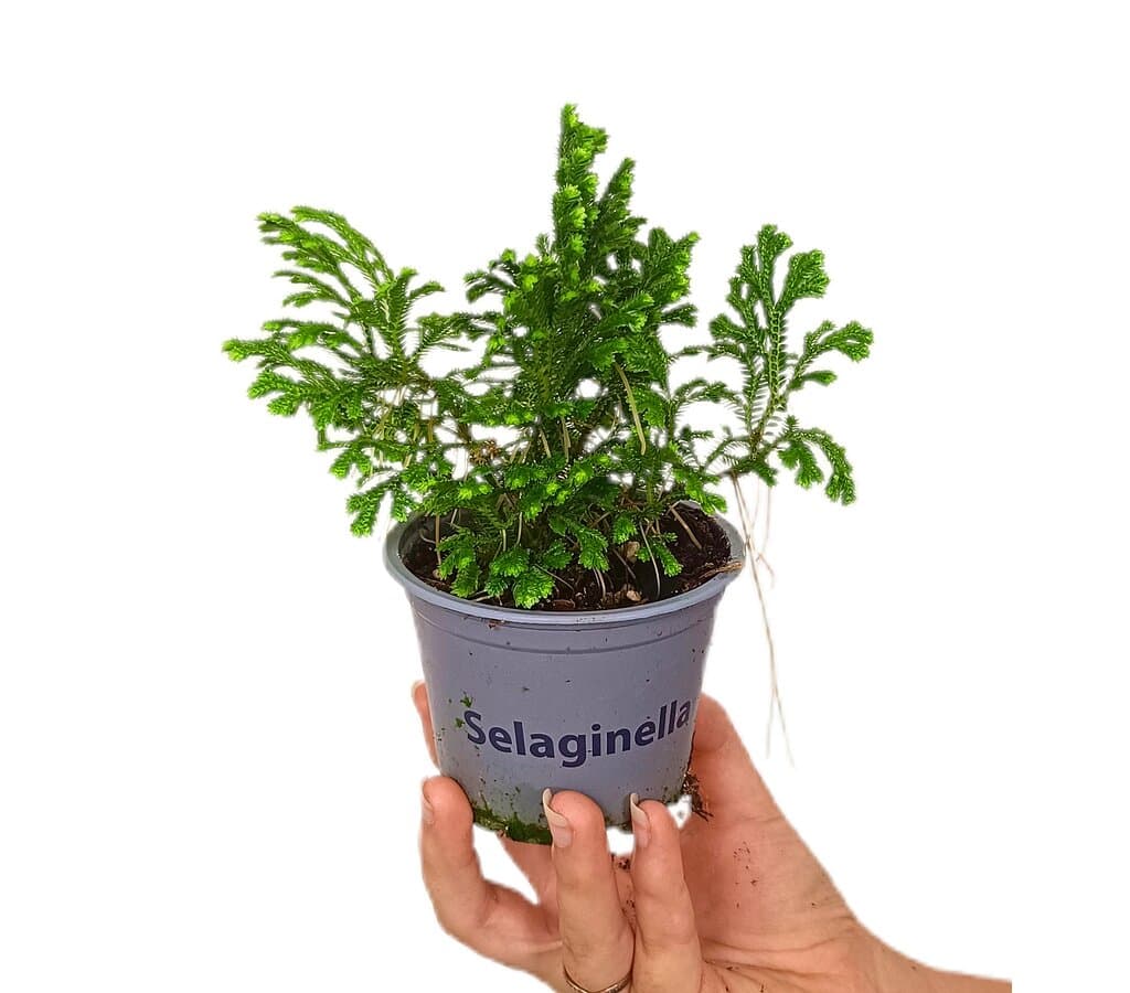 Selaginella Jori M9 - Image 2