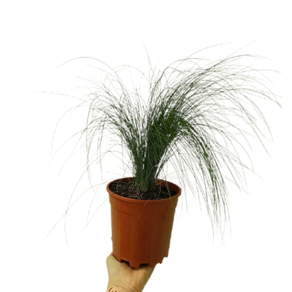 Stipa Tenuissima M15
