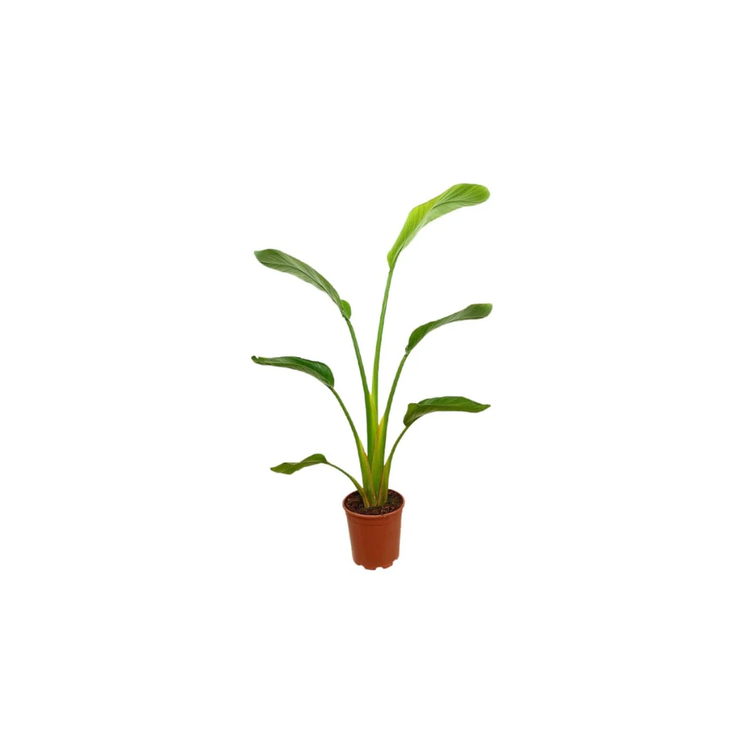 Strelitzia Augusta M30 160 Cm (ave Del Paraíso)
