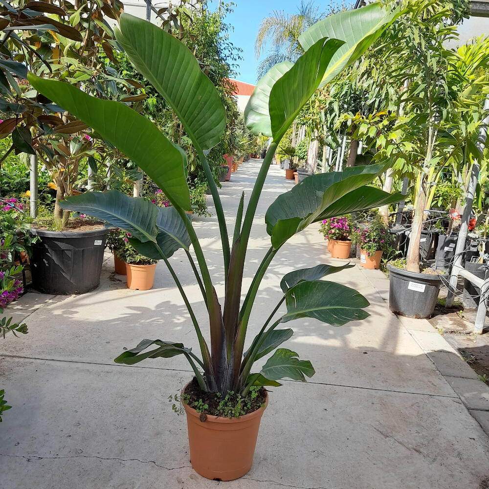 Strelitzia Augusta M30 160 Cm (ave Del Paraíso) - Image 2