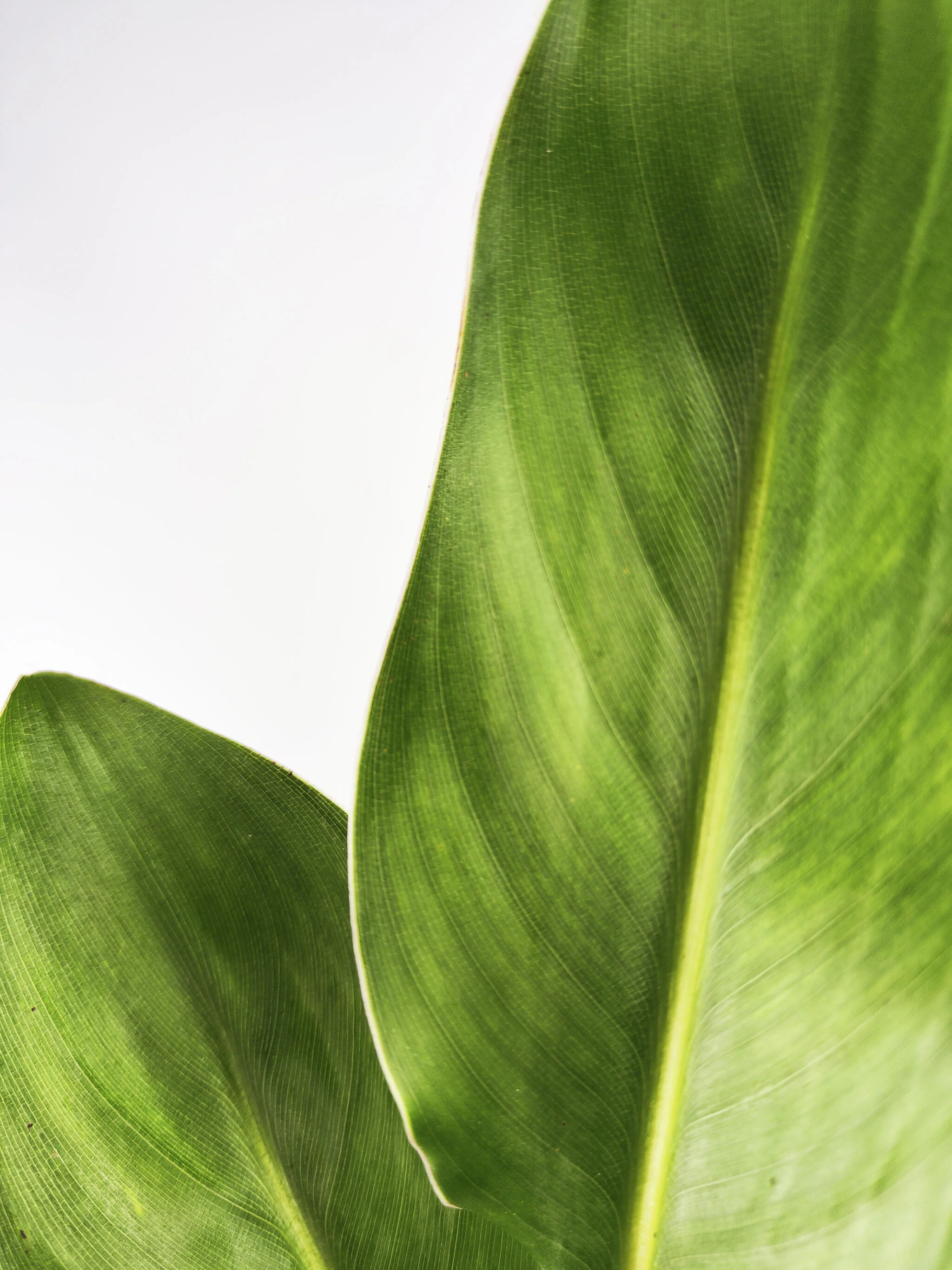 Strelitzia O Ave Del Paraíso | Altura  120cm - Maceta 20cm - Image 3