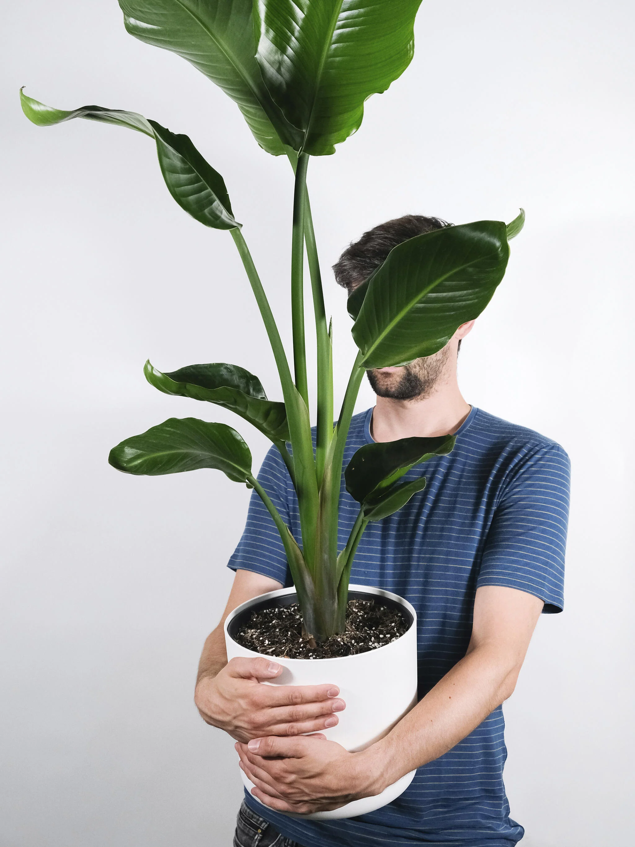 Strelitzia O Ave Del Paraíso | Altura  120cm - Maceta 20cm - Image 4
