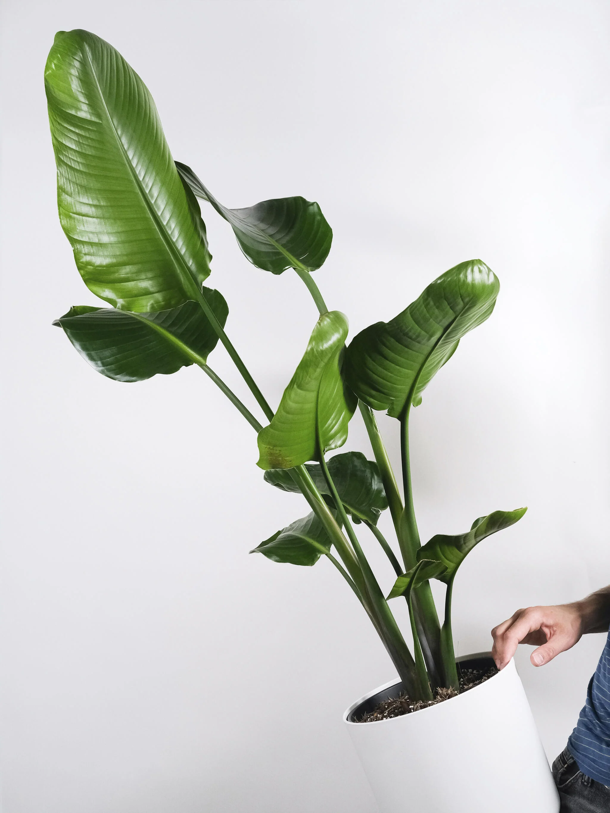 Strelitzia O Ave Del Paraíso | Altura  120cm - Maceta 20cm - Image 5