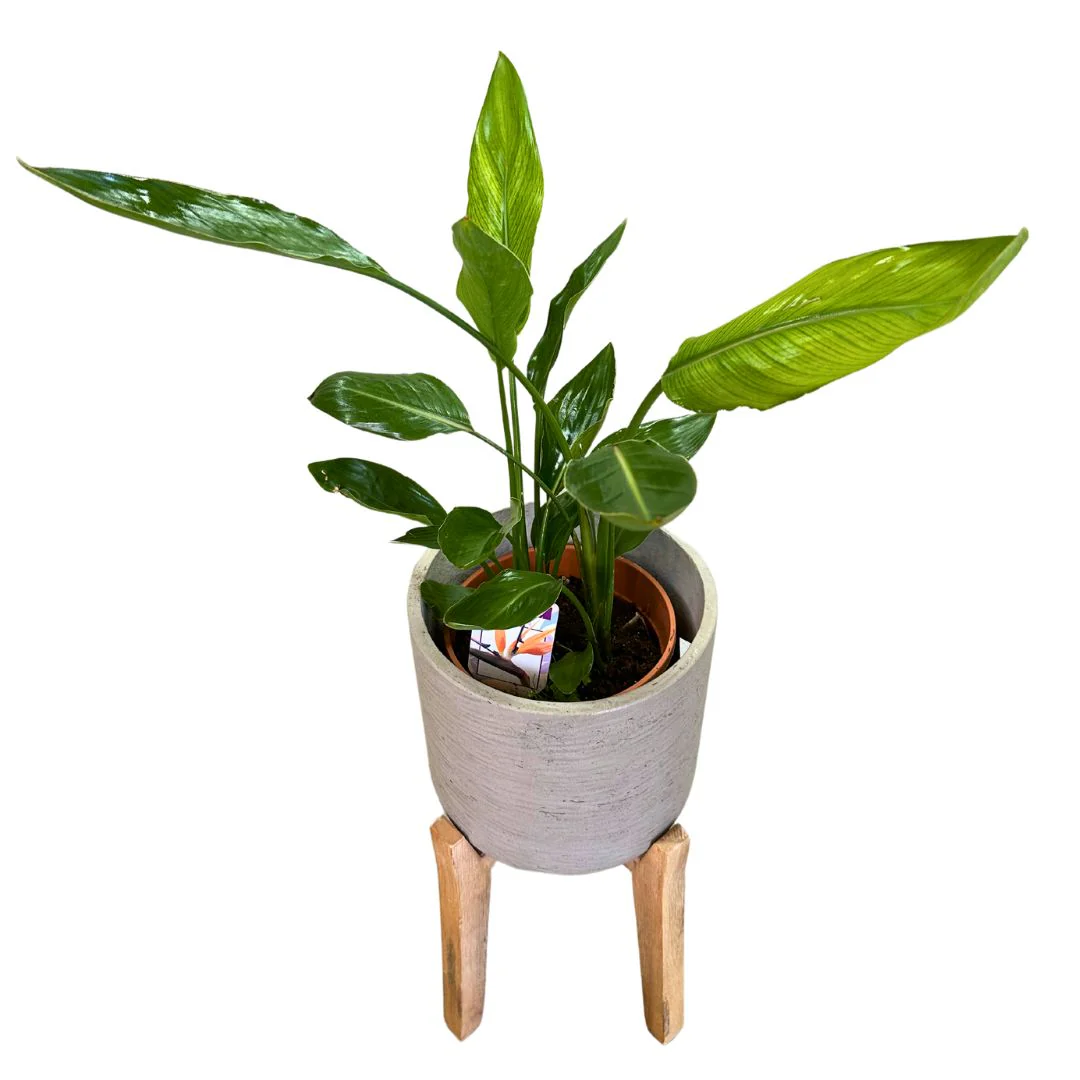 Strelitzia Reginae Planta De Jardín (ave Del Paraíso) Maceta 20cm