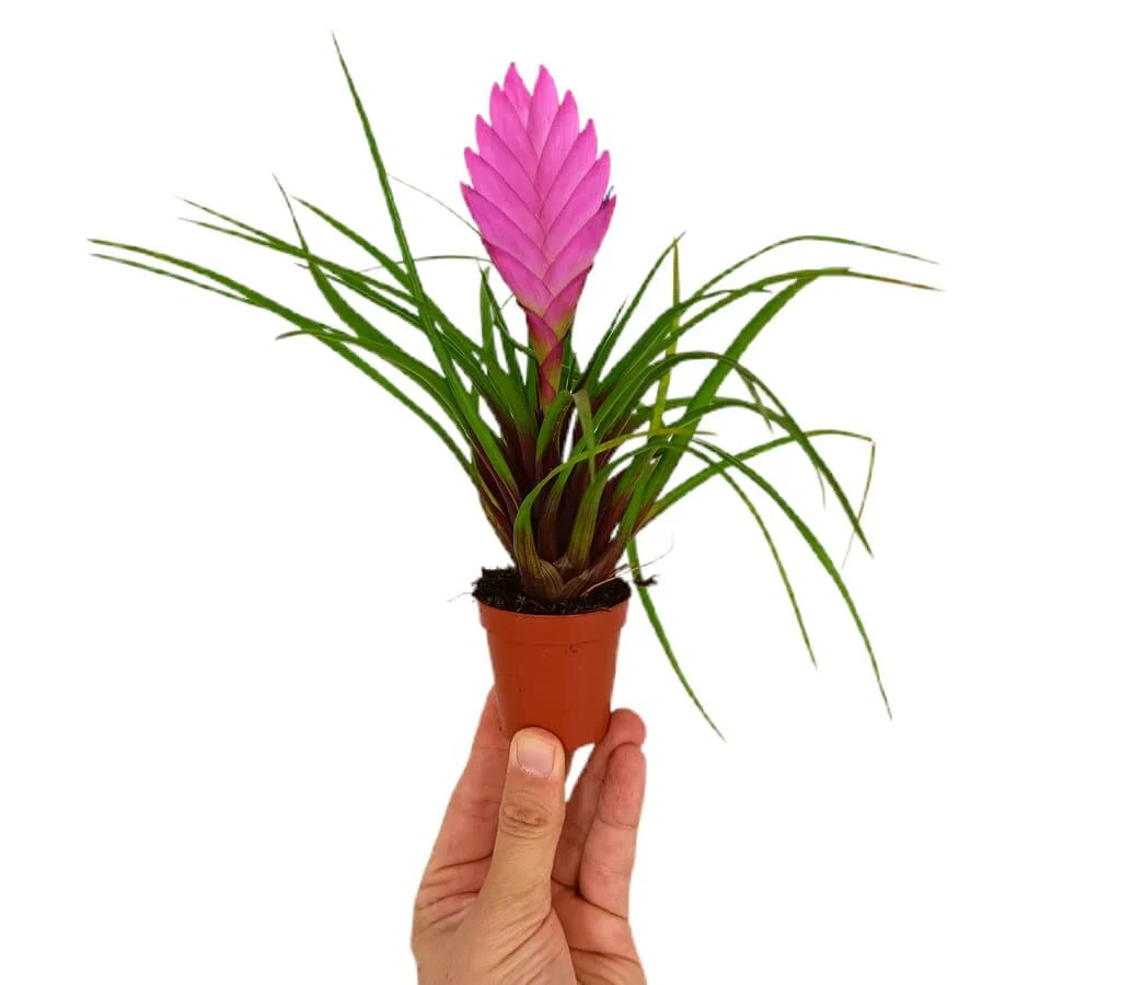 Tillandsia Anita M6