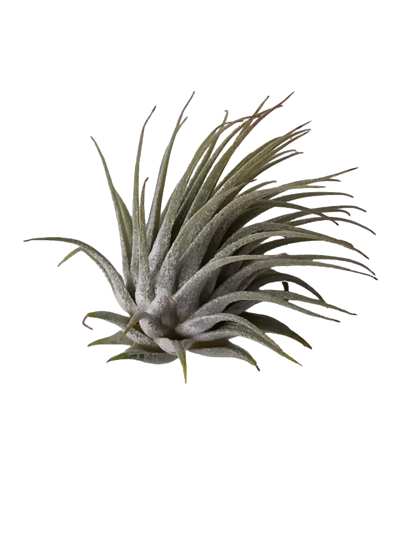 Tillandsia Ionantha Planta De Interior Clavel Del Aire S