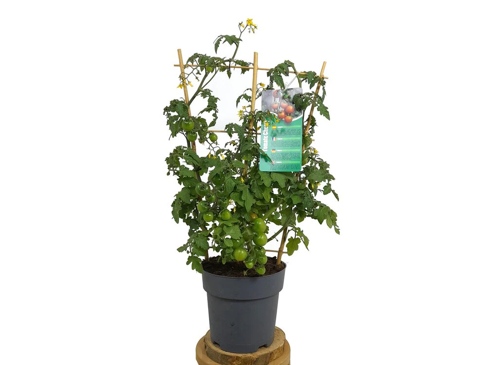 Tomate Cherry Con Espaldera M19 60cm
