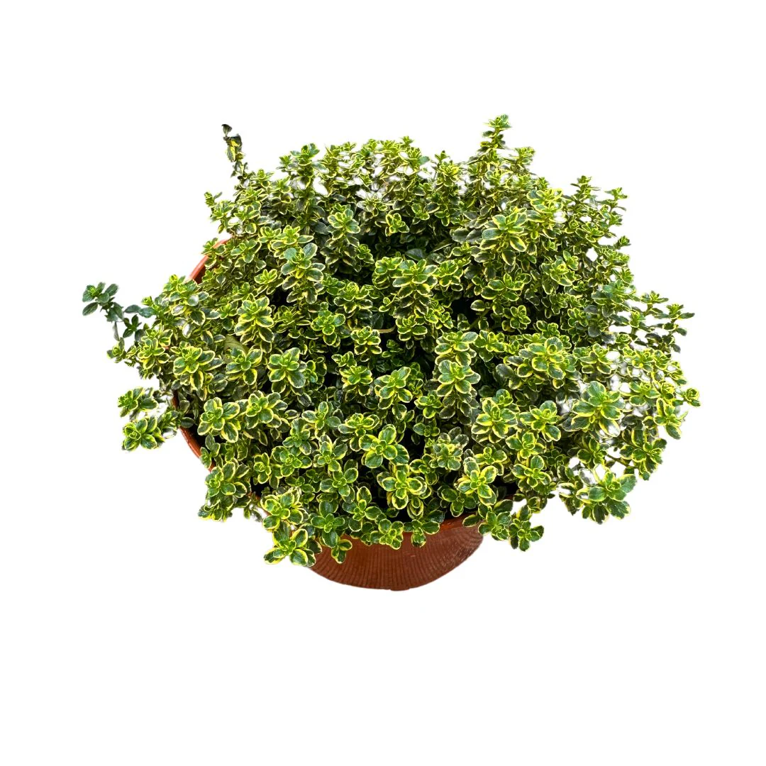 Tomillo Limón Planta Aromática Y Medicinal (thymus Citriodorus) Maceta 14cm