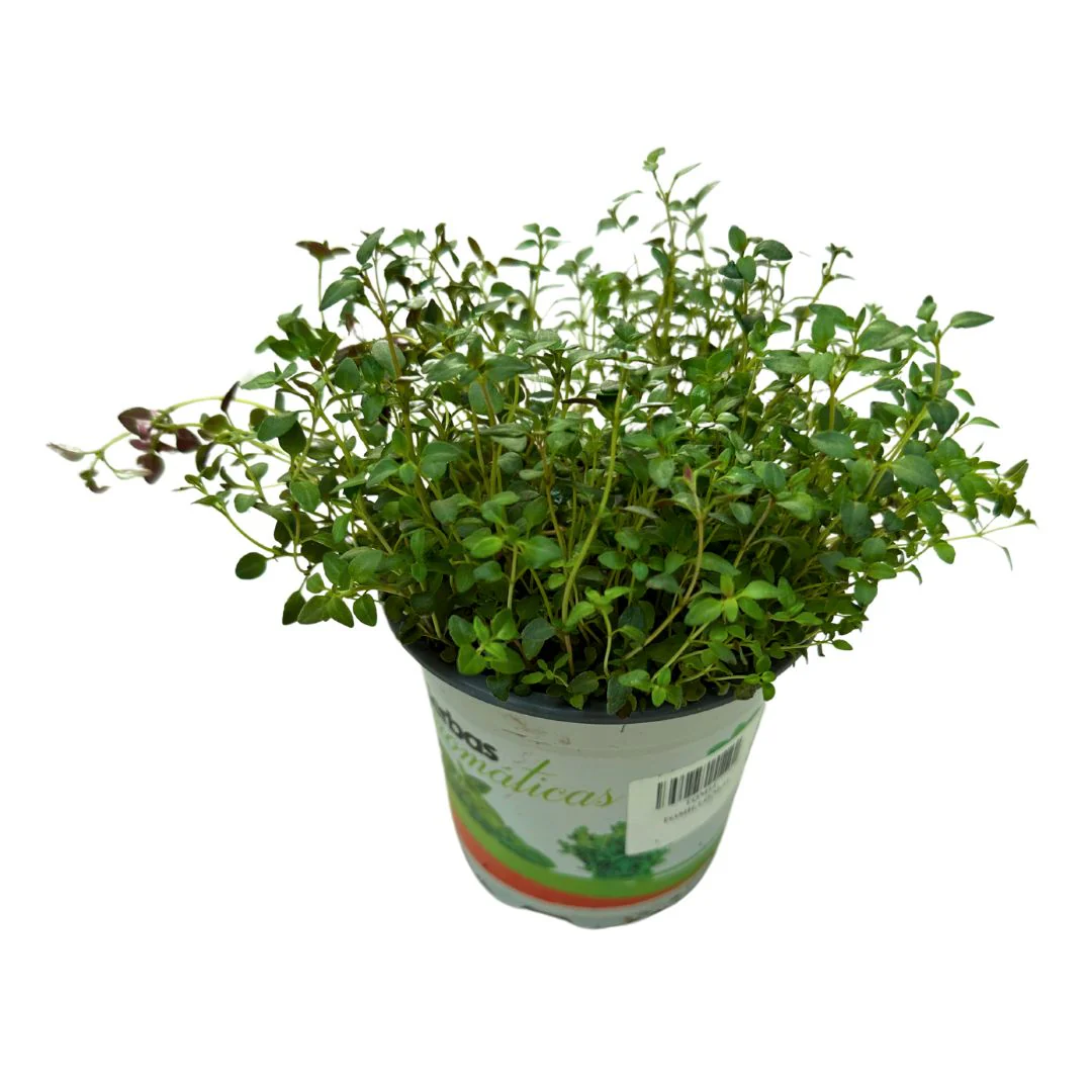 Tomillo Planta Aromática Y Medicinal (thymus Vulgaris) Maceta 17cm