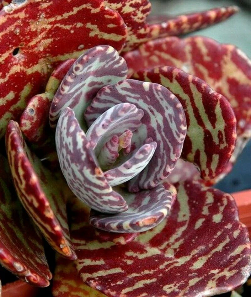 Top Ventas Kalanchoe Humilis Planta Suculenta
