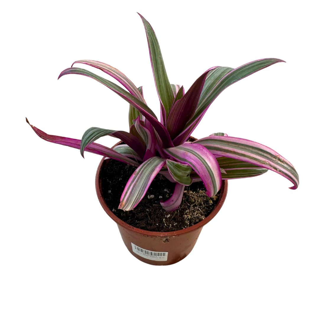 Tradescantia Nanouk Hoja Grande