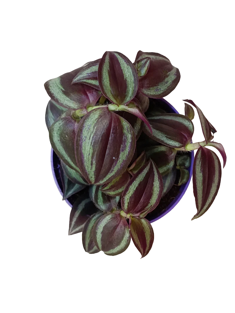 Tradescantia Purple Passion Ø8 Cm Planta De Interior Colgante