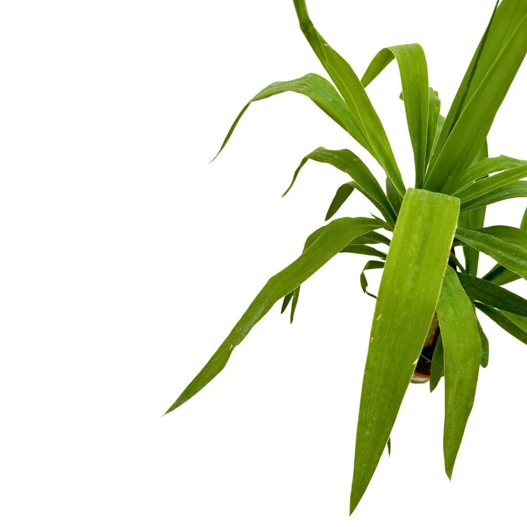 Tronco De Yucca Como Elemento Decorativo De Paisajismo O Decoración De Interiores - Image 2