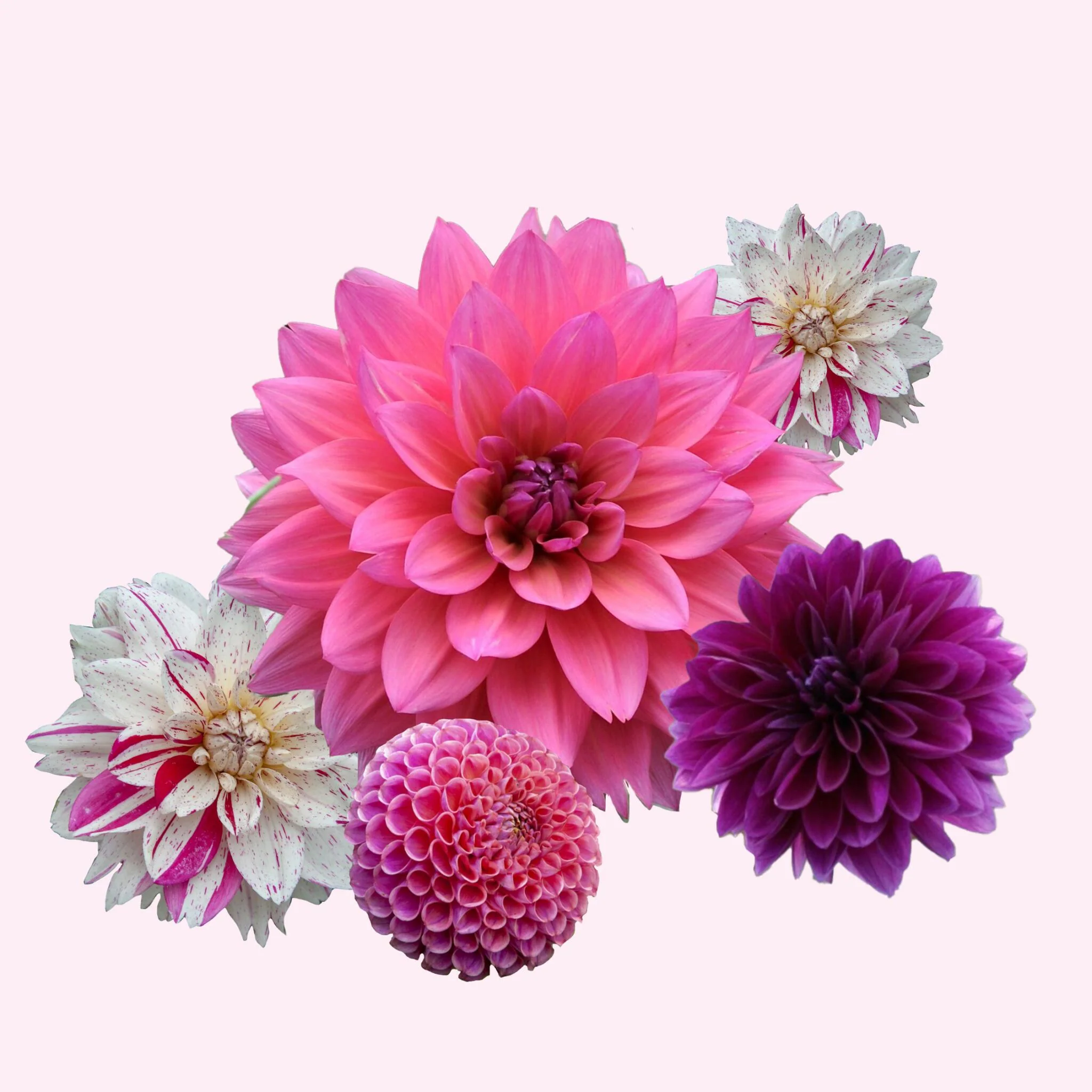 Tubérculos De Dalia - 4 Pzs - Dahlia 'bouqet Sunrise' - Image 2