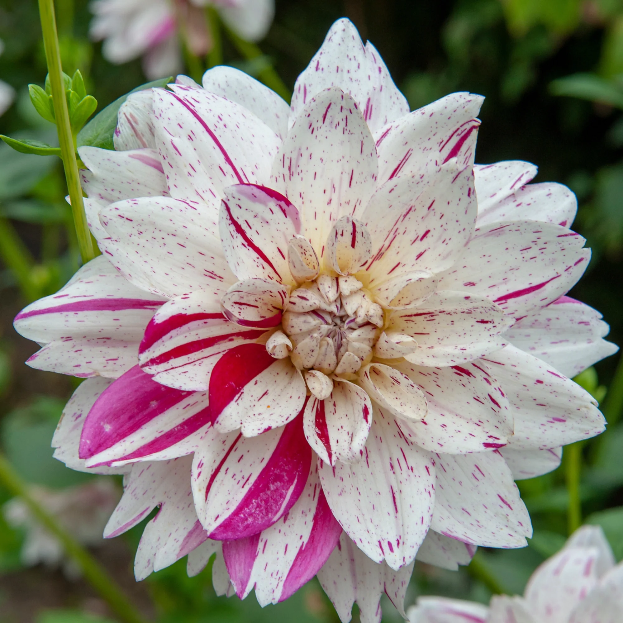 Tubérculos De Dalia - 4 Pzs - Dahlia 'bouqet Sunrise' - Image 3