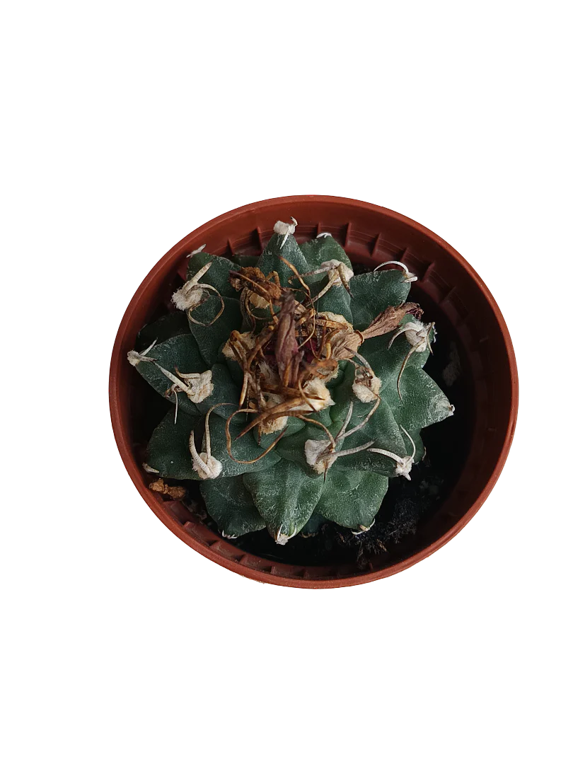 Miniatura 1