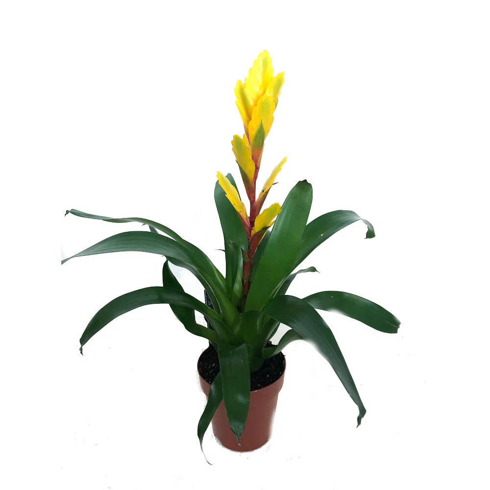 Vriesea Variada M12 45cm - Image 3