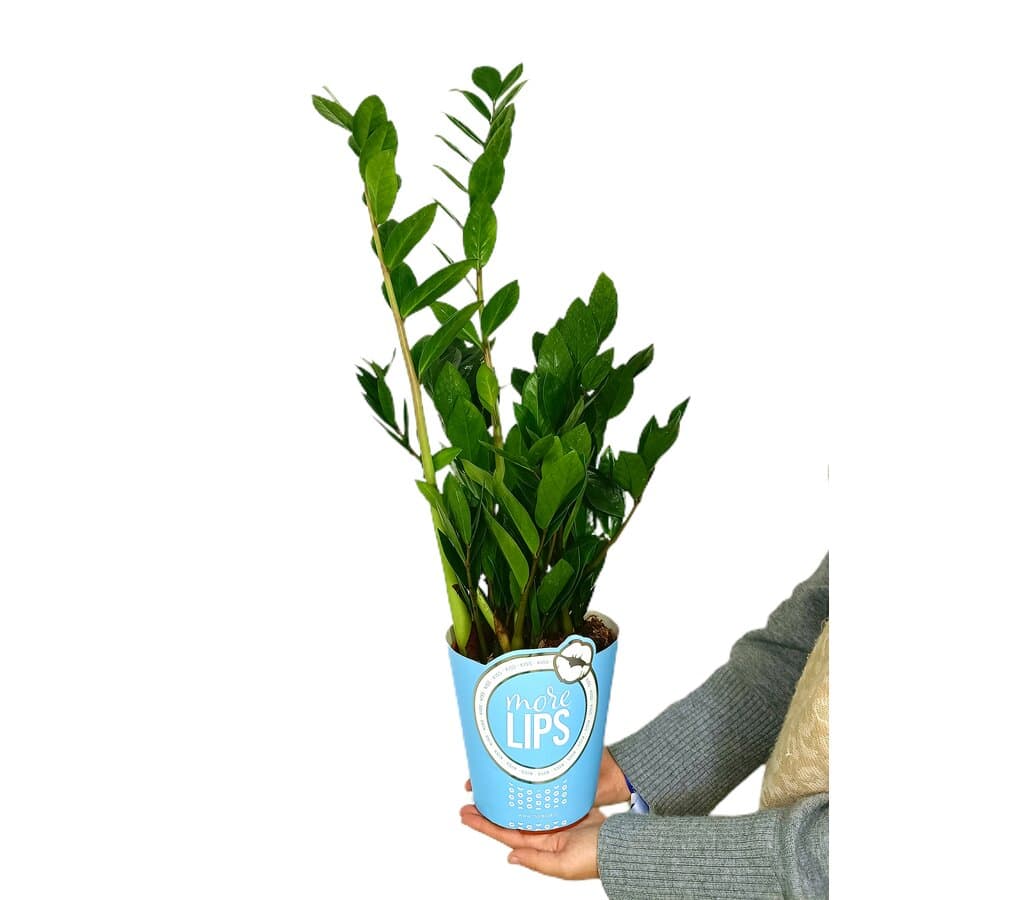 Zamioculca Zamiifolia M17 60cm - Image 2