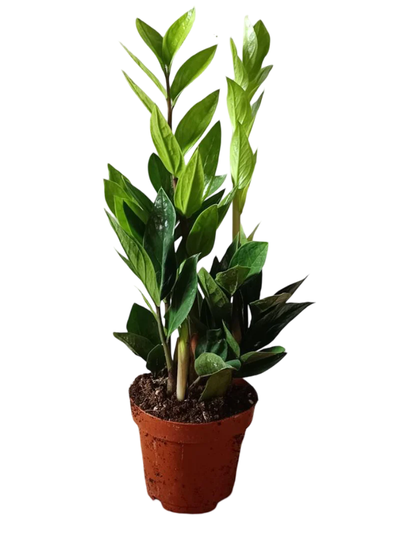 Zamioculcas Planta De Interior Muy Resistente Necesita Poca Luz