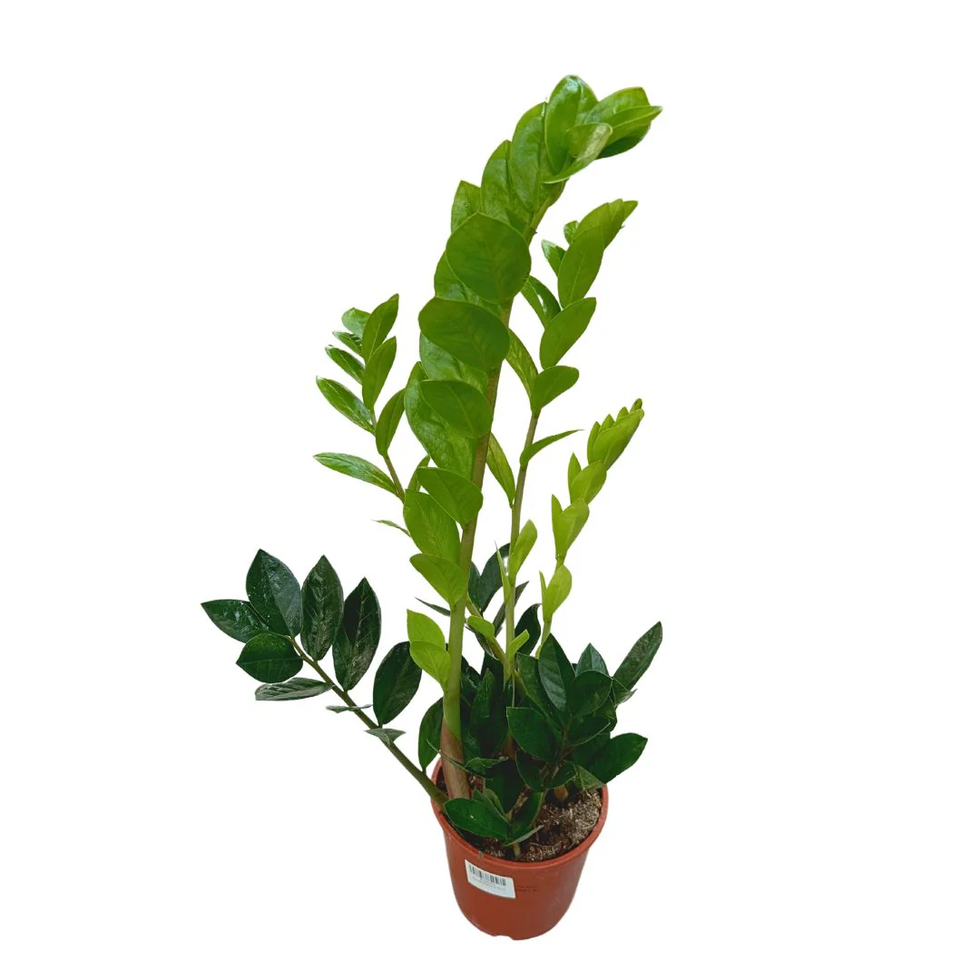 Zamioculcas Planta De Interior Resistente A La Poca Luz (zamioculcas Zamiifolia) Maceta 14cm