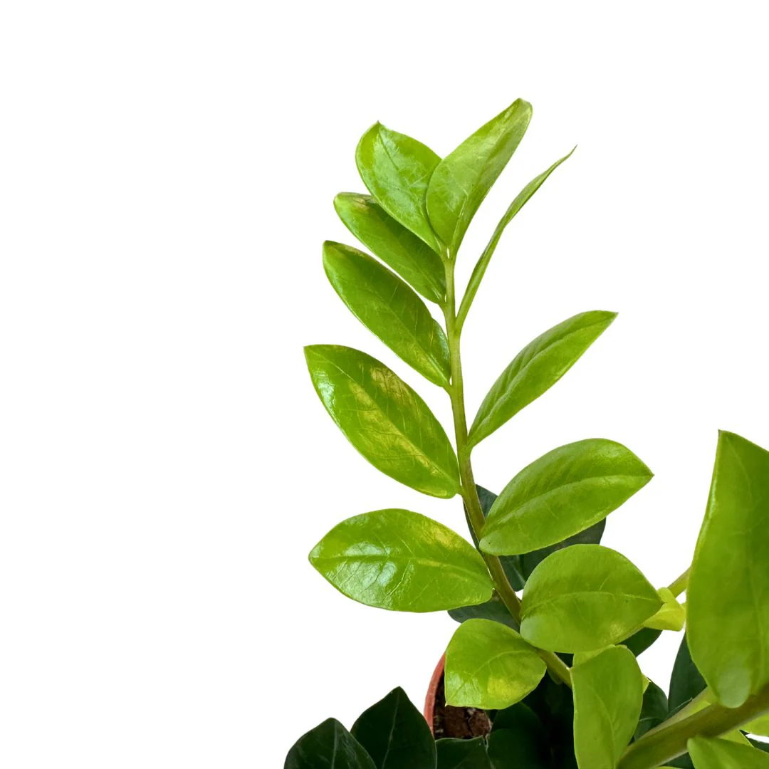 Zamioculcas Planta De Interior Resistente A La Poca Luz (zamioculcas Zamiifolia) Maceta 17cm - Image 2