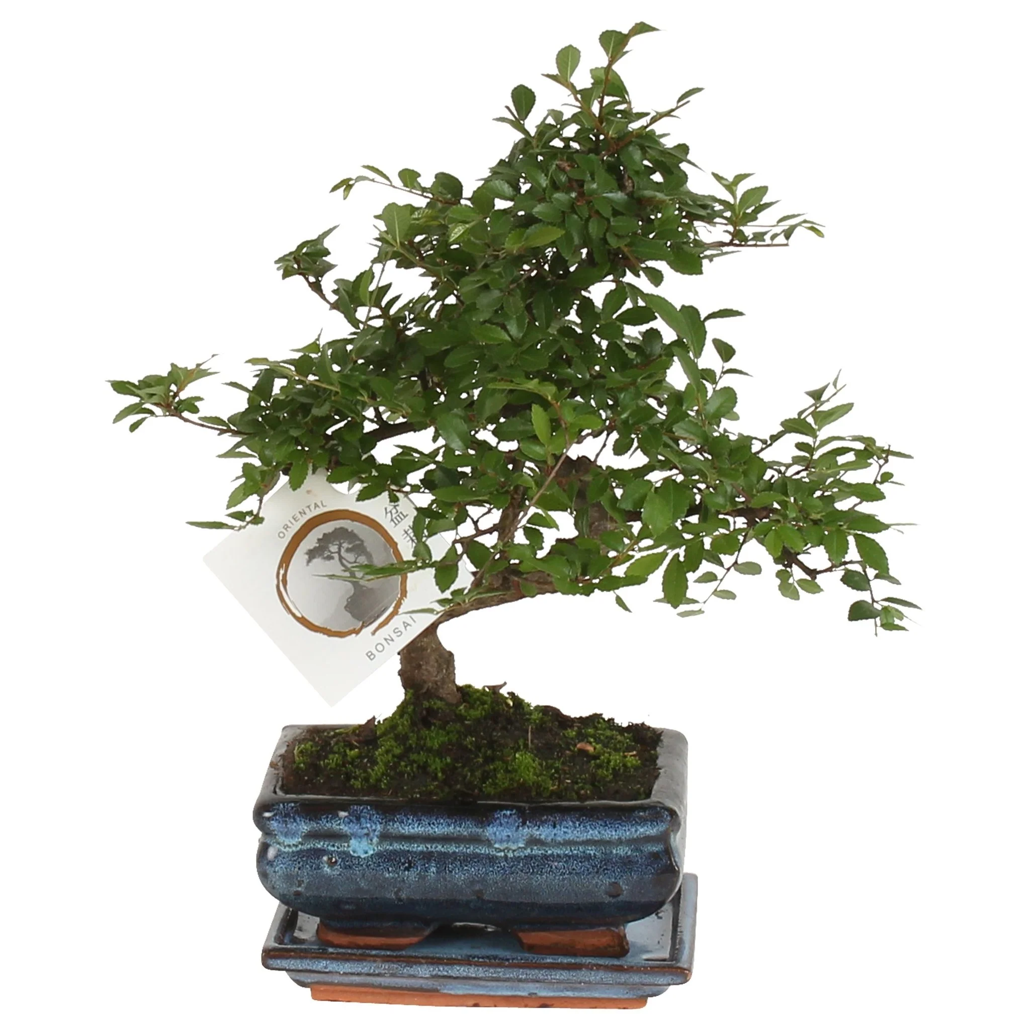 Zelcova Del Japón - Zelkova Serrata - Altura 20-25cm - ⌀15cm
