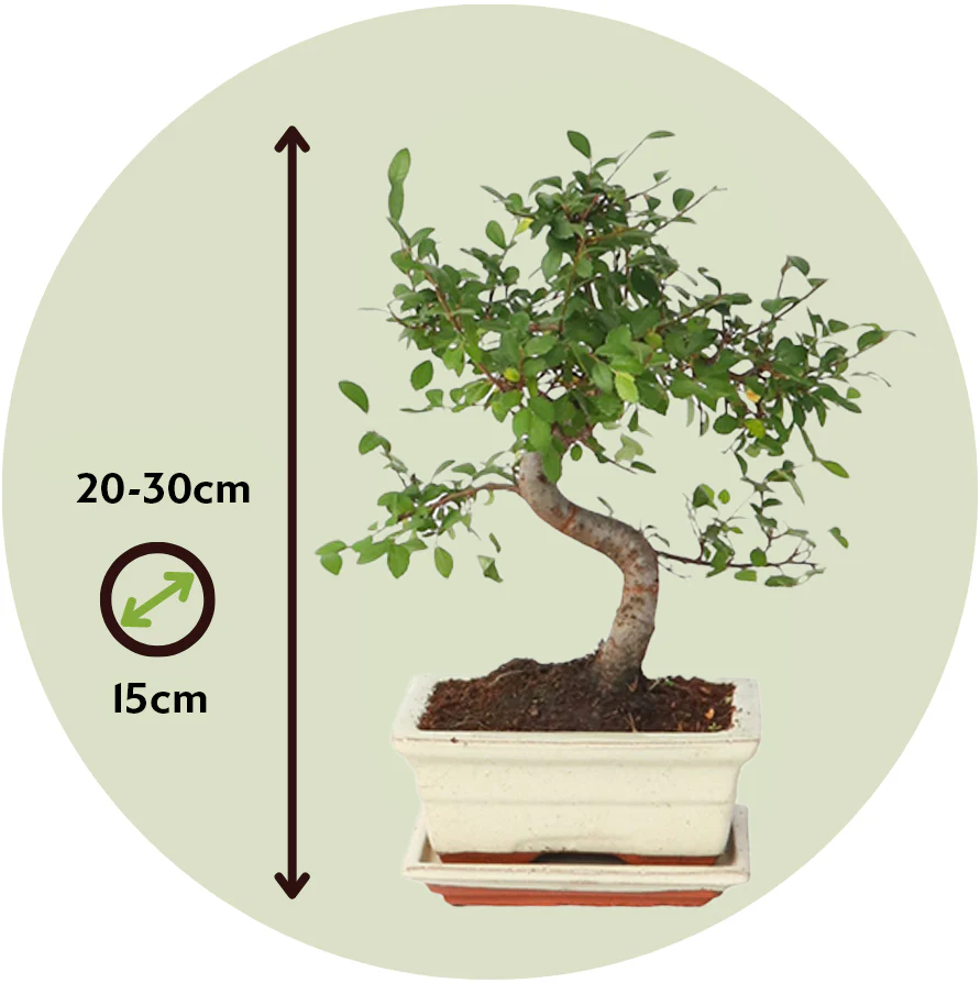 Zelcova Del Japón - Zelkova Serrata - Altura 20-25cm - ⌀15cm - Image 3