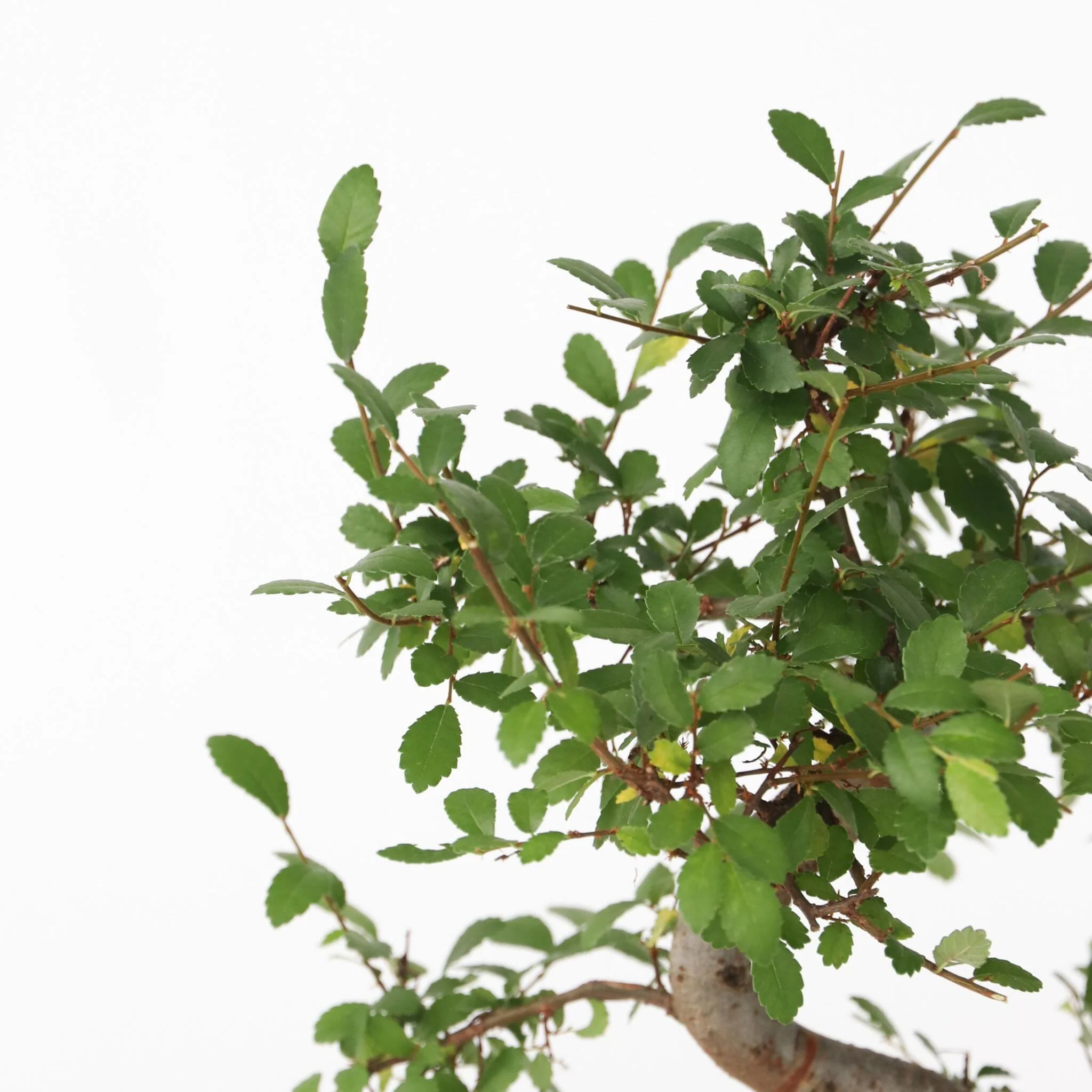 Zelcova Del Japón - Zelkova Serrata - Altura 20-25cm - ⌀15cm - Image 4
